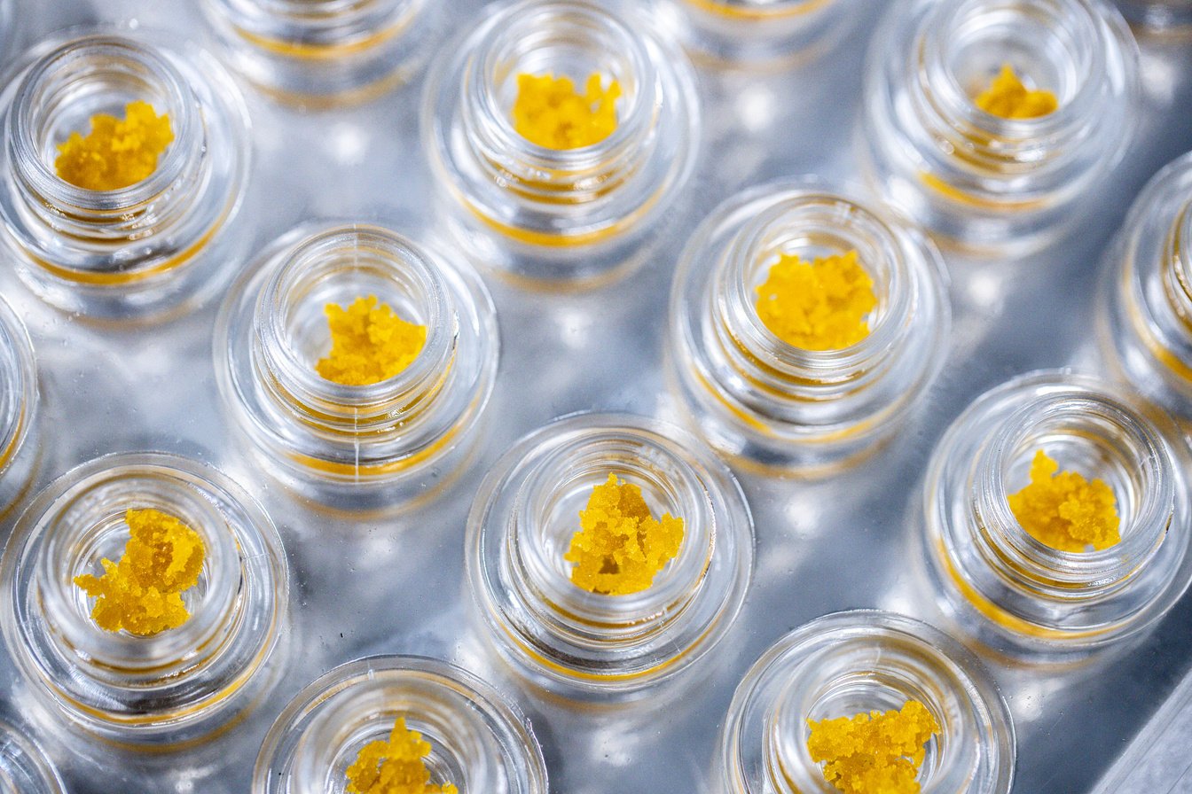 Cannabis Live Resin Legal Manufacturing and Packaging Marijuana Dabs